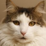 Quantum-Computing-Get-insights-into-the-potential-and-current-state-of-quantum-computing._and_animal-welfare-in-tourism-1024×682-1