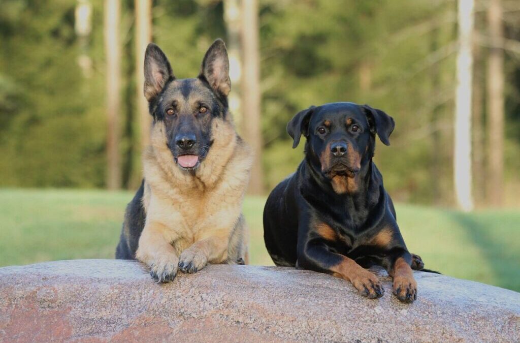 Rottweiler ~ Meet The Rottweiler: A Powerful And Loyal Friend…