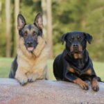 Rottweiler_and_red-spice-dressing-1024×683-1