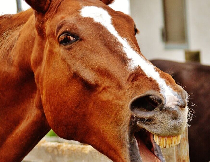 Rude Humor ~ Why Do We Laugh At Gross Jokes?…