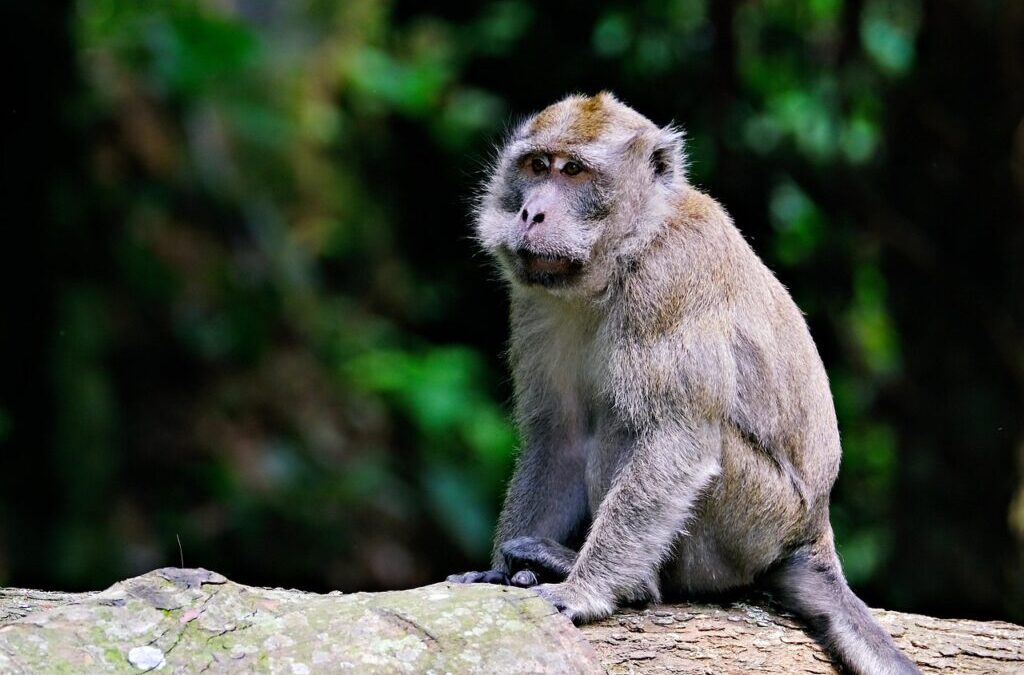 Saki Monkey | Meet The Saki Monkey: A Curious Primate…