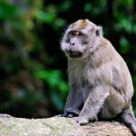 Saki-monkey_and_Habitat-destruction-from-moving-water-1024×682-1