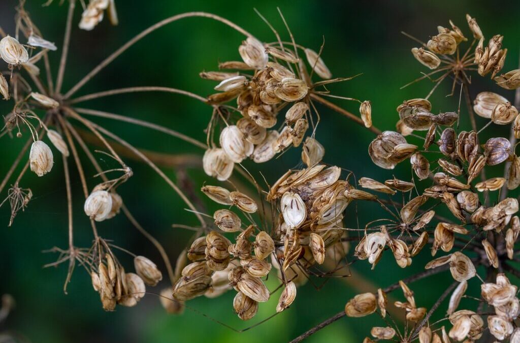 Seeds | I Understand You Want An Article About Seeds,…