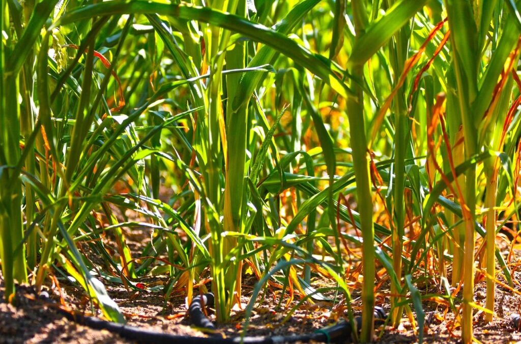 Smart Irrigation Technology For Agriculture | Utah’s Salty Secret: The…