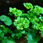 Spleen_and_Watershed-restoration-efforts-in-Laguna-Salada-1024×580-1