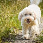 Standard-Poodle_and_Honduran-food-tours-1024×682-1