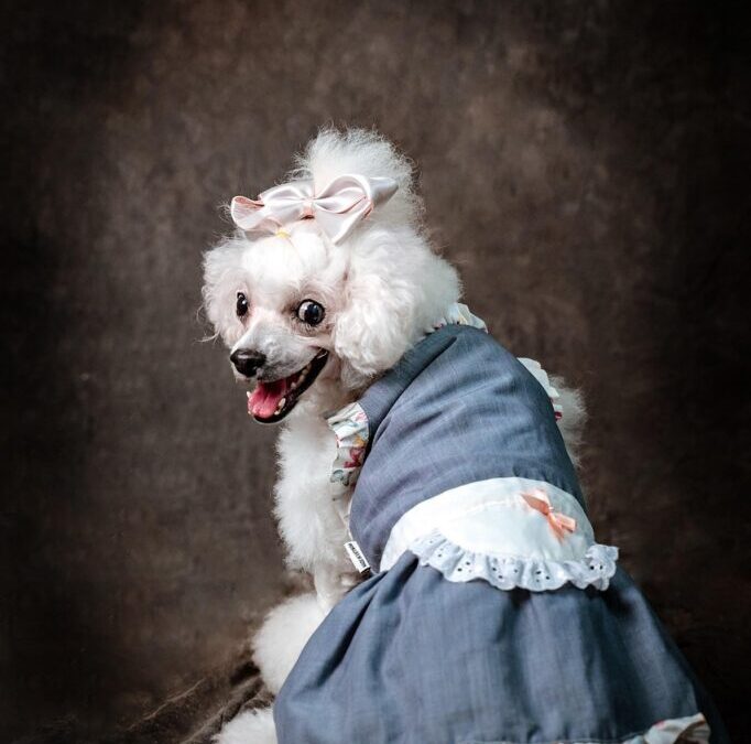 Standard Poodle – Meet The Poodle: A Smart And Stylish…