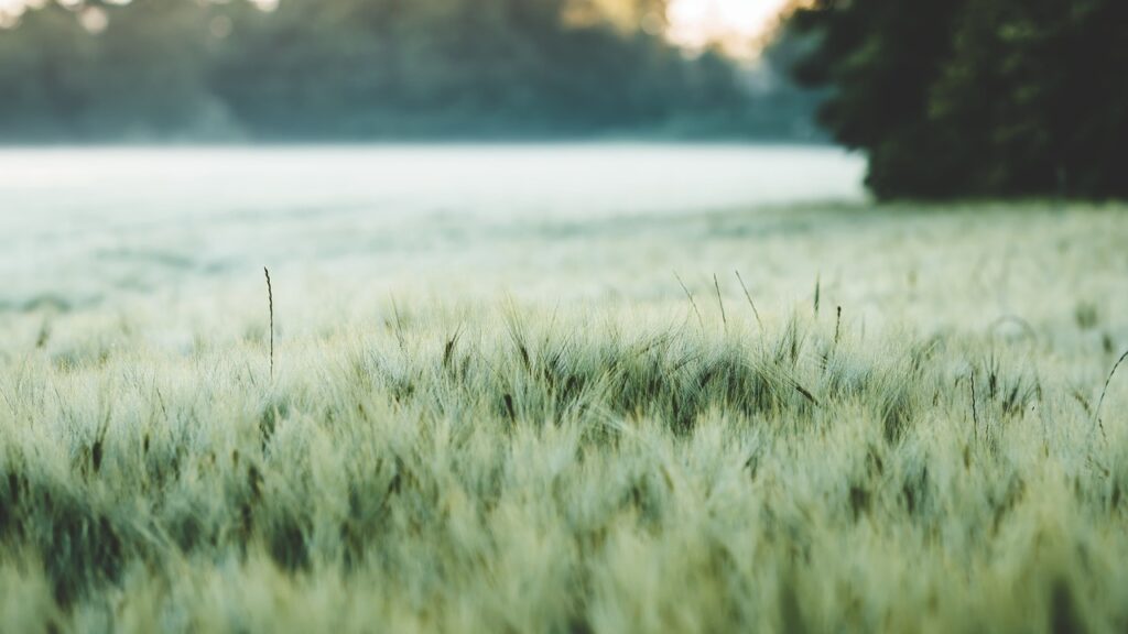Sustainable Agriculture Practices – Utah’s Sparkling Jewel: The Great Salt…