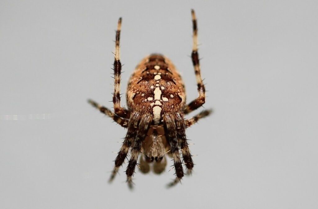 Tarantula – Hairy And Friendly: Meet The Amazing Tarantula! TL;DR:…