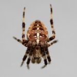 Tarantula_and_Tangy-condiments-1024×691-1