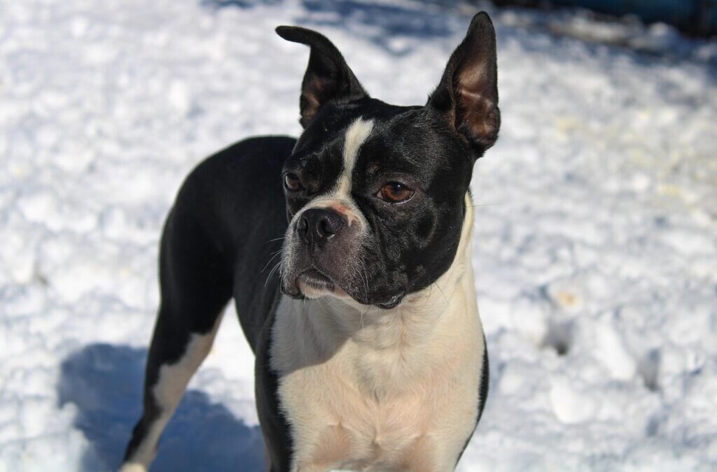Terrier Group » Meet The Terriers: A Group Of Spirited…