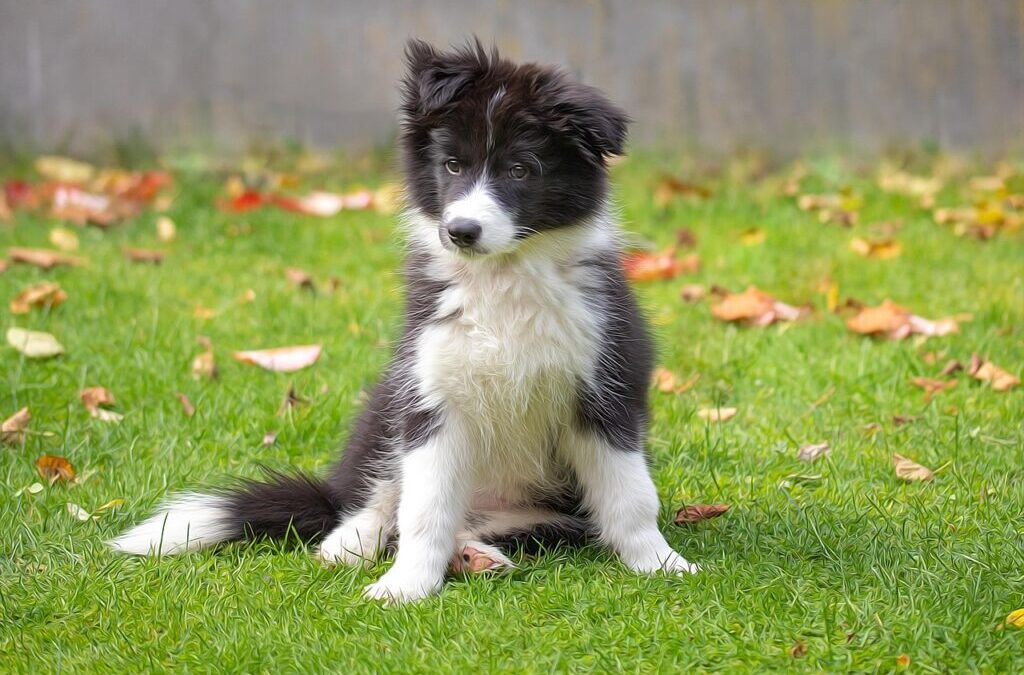 The History Of The Border Collie Breed. / The Border…