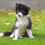 The-history-of-the-Border-Collie-breed._and_Reverse-osmosis-water-purification-1024×682-1