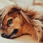 Tibetan-Mastiff_and_Secret-Killer-Spices-Recipe-1024×682-1