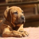Tibetan-Mastiff_and_employment-1024×682-1