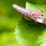 Trachea_and_Greenhouse-gas-1024×683-1