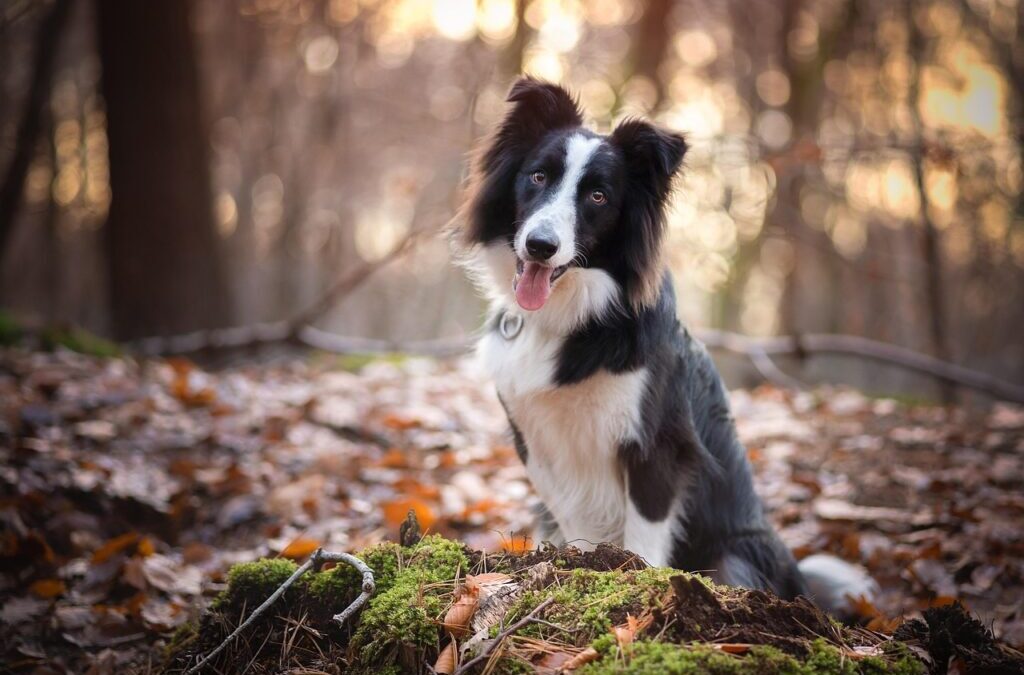 Travel Tips With Your Border Collie. ~ Road Trip Ready:…
