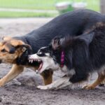 Travel-tips-with-your-Border-Collie._and_Saving-Colorado-River-1024×678-1