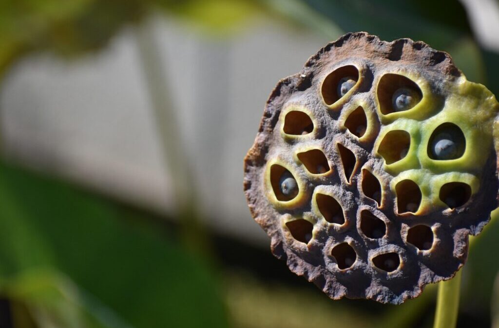 Trypophobia ~ The Strange Fear Of Tiny Holes: Trypophobia TL;DR…