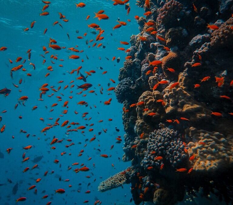 Tuna Fish | Dive Into The Delicious World Of Tuna!…
