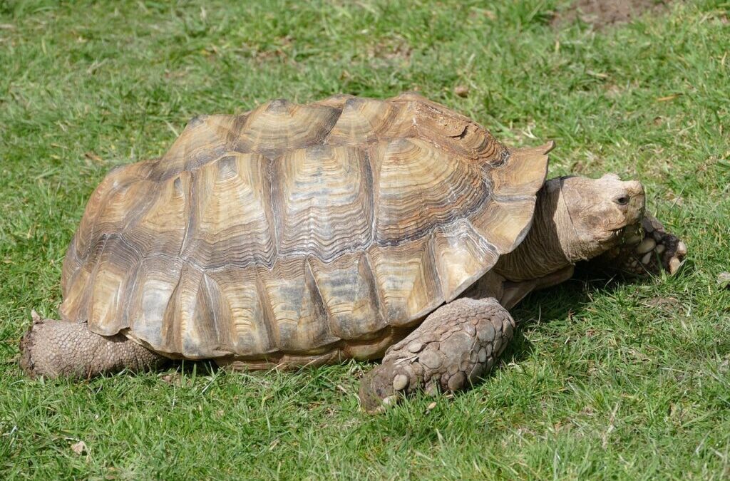 Turtle ~ Meet The Turtle: A Super-Cool Sea Creature! TL;DR…