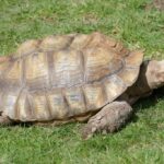 Turtle_and_Water-related-infrastructure-and-technology-1024×682-1