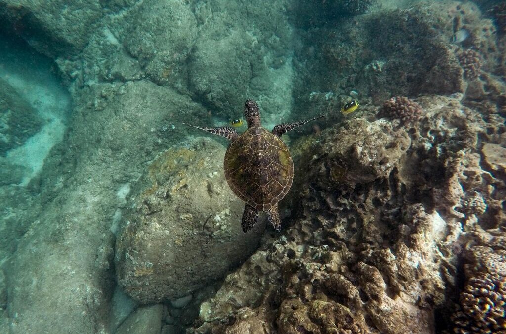Turtle – Meet The Amazing Turtle! 🐢 TL;DR: Turtles Are…