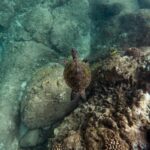 Turtle_and_animal-welfare-in-transportation-1024×768-1