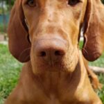 Vizsla_and_Cloudberry-and-Juniper-Chicken-Seasoning-576×1024-1