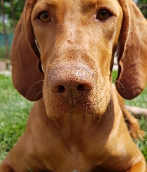 Vizsla / The Vizsla: A Loyal And Energetic Friend TL;DR…