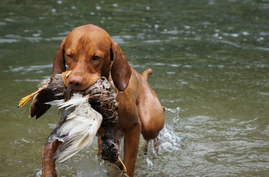 Vizsla / Meet The Vizsla: Hungary’s Golden Retriever TL;DR -…