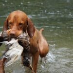 Vizsla_and_Spice-Wholesalers-1024×681-1