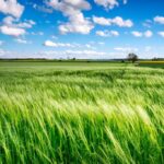 an-opinion-piece-arguing-for-the-need-for-policies-that-prioritize-the-protection-and-restoration-of-forests-based-on-the-findings-presented-in-the-UNEP-Foresight-Brief._and_Farmland-1024×682-1