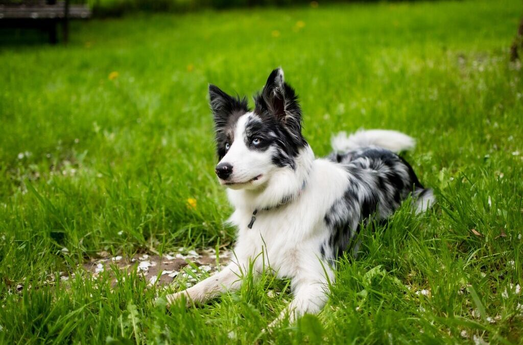 Border Collies Compared To Other Breeds: Border Collies: The Superheroes…