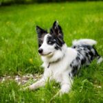 border-collies-compared-to-other-breeds_and_Water-conservation-and-economic-benefits-1024×682-1