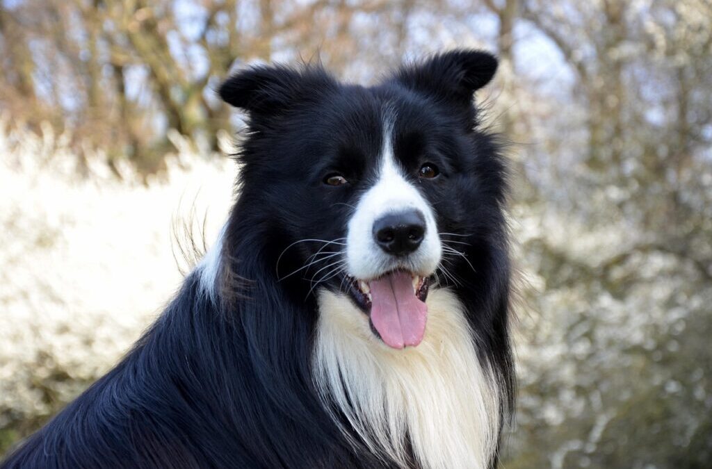 Border Collies Vs Kittens / Border Collies: Smart & Energetic,…