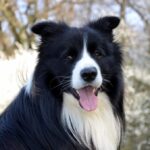 border-collies-vs-kittens_and_Heart-Healthy-Chicken-Seasoning-1024×678-1
