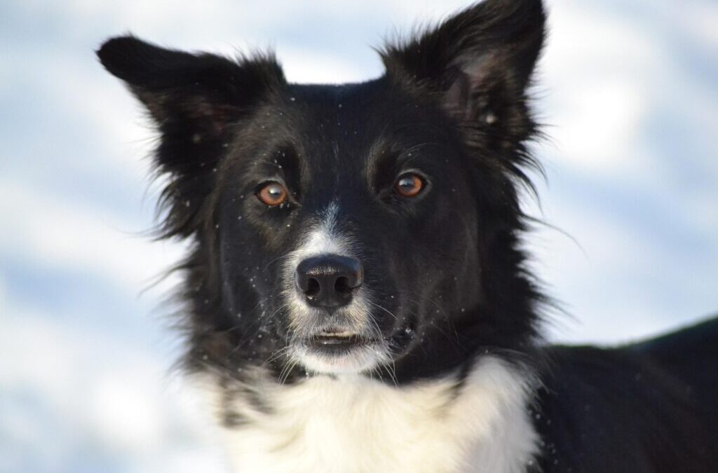 Border Collies Vs Kittens ~ Border Collies Vs. Kittens: A…