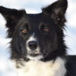 border-collies-vs-kittens_and_human-rights-violations-1024×682-1