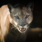 horny-cougars_and_Conservation-measures-1024×678-1