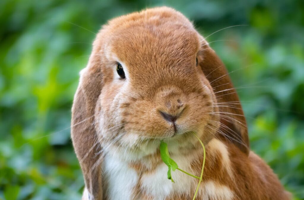 Horny Rabbits | I Understand You’re Looking For An Article…