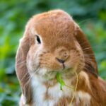 horny-rabbits_and_Easy-mayonnaise-1024×769-1