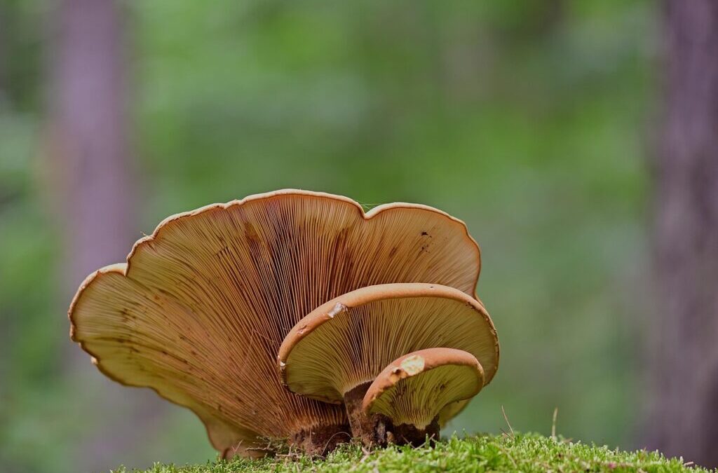 Mushroom Mayhem – Mushroom Mayhem In Malawi: A Spice Odyssey…