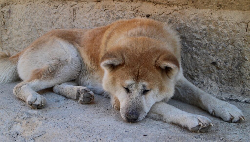 Akita / 🐶 Discover The Loyal Akita: A Dog With…