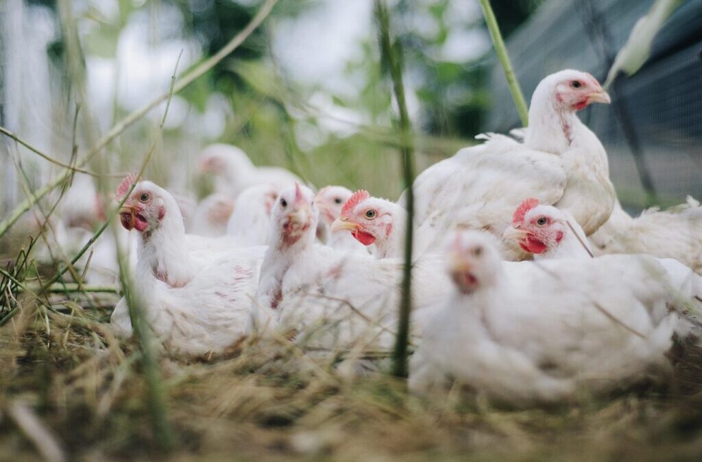 Poultry | Get To Know Your Feathered Friends: All About…