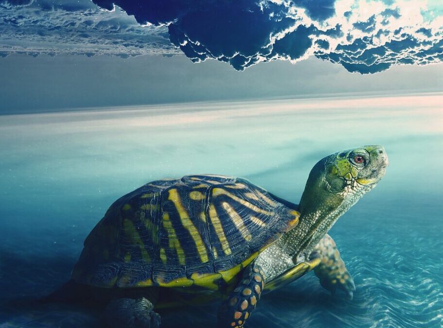 Turtle ~ š¢ Amazing Turtles! š¢ TL;DR This Article Isā¦