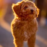 Miniature-Pinscher_and_Success-stories-in-maritime-logistics-682×1024-1